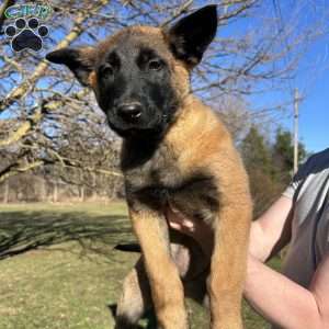 Purple, Belgian Malinois Puppy